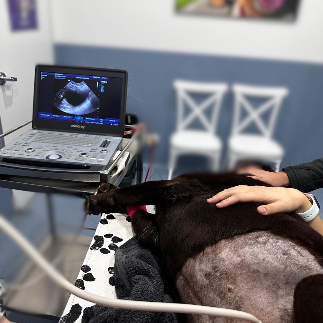 Ultrasound in use with patient