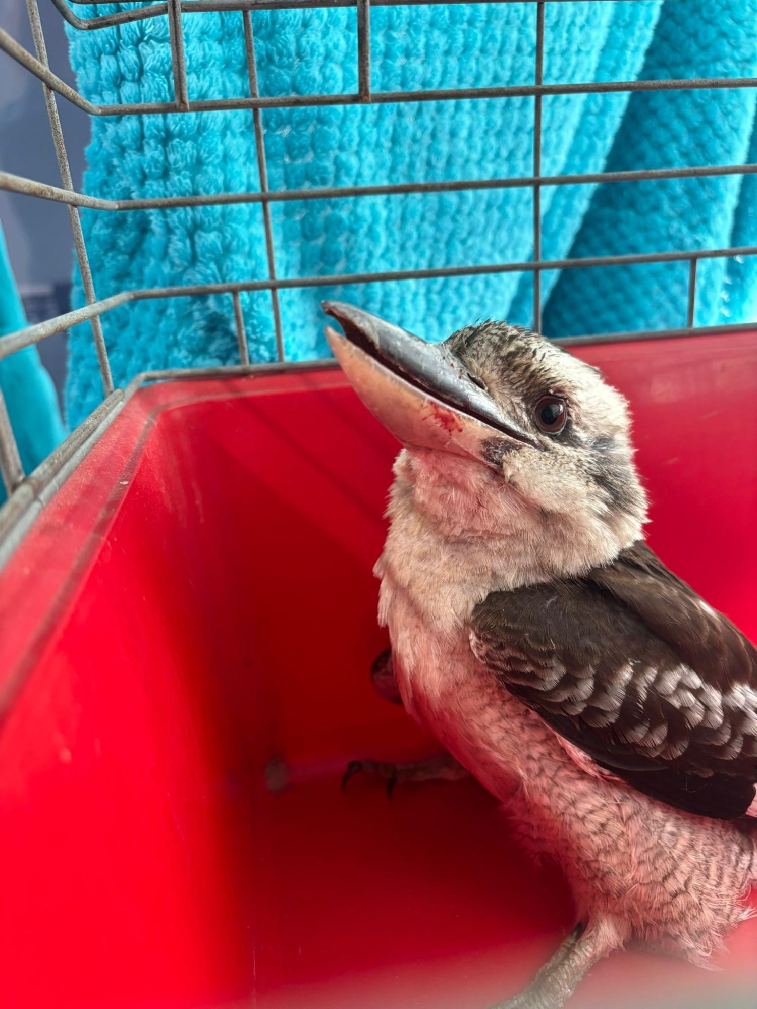 Kookaburra