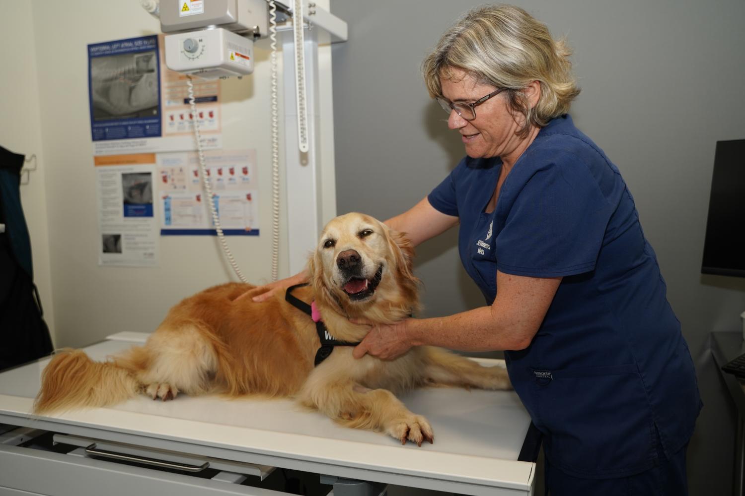 Senior Dog Check