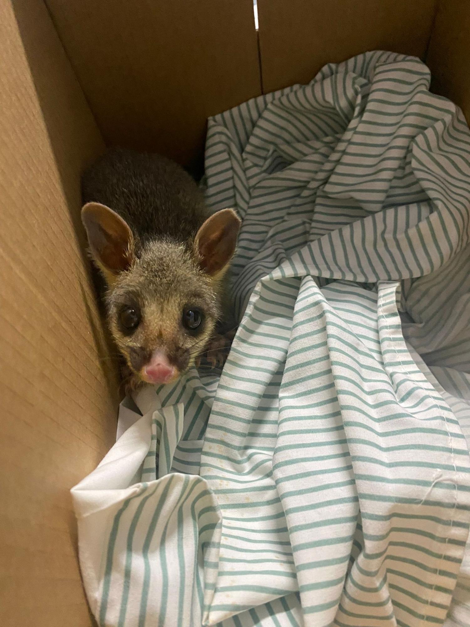 Possum