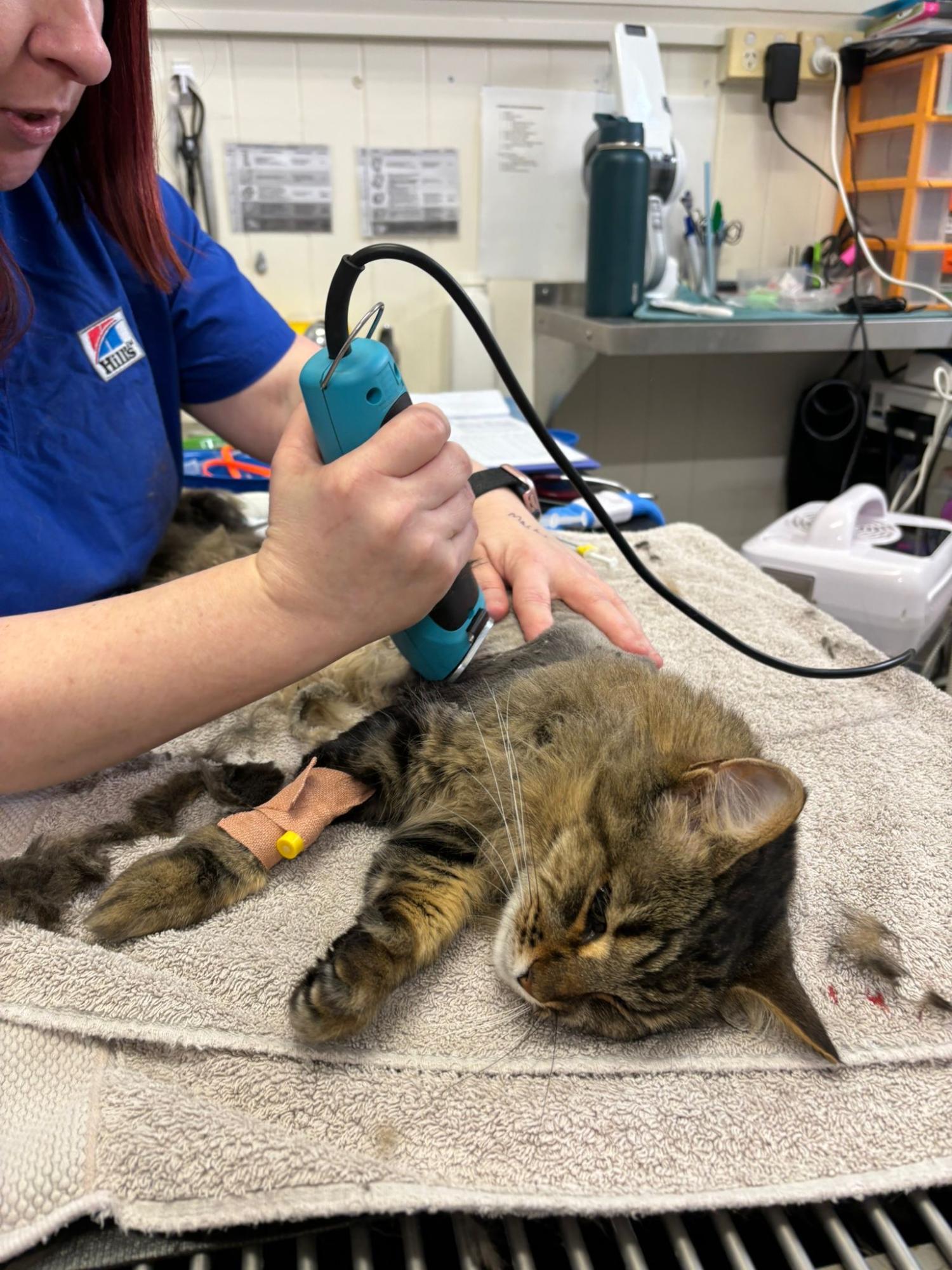 Cat being groomed