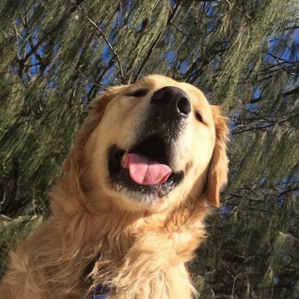 Dogs Mouth